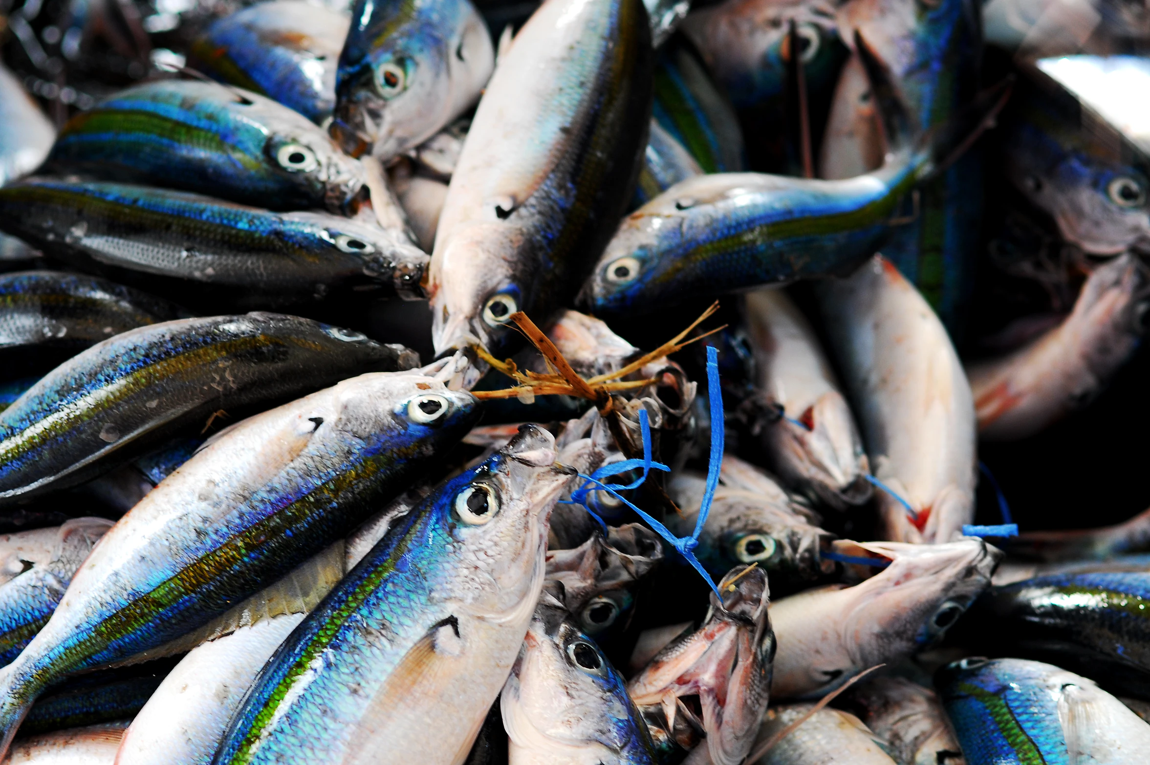 an arrangement of fish sit together in a pile