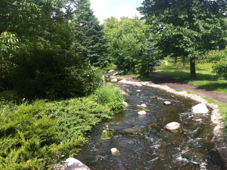 a creek flowing into a lush green forest