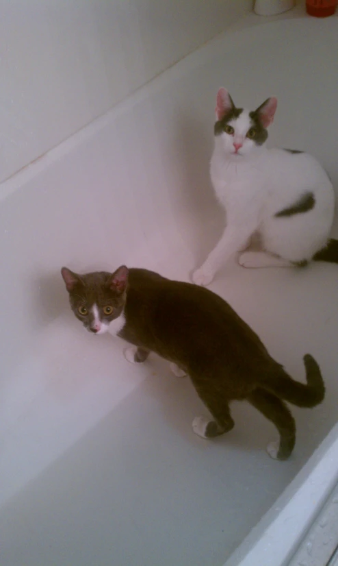 two cats, one in tub and one out, stand near each other