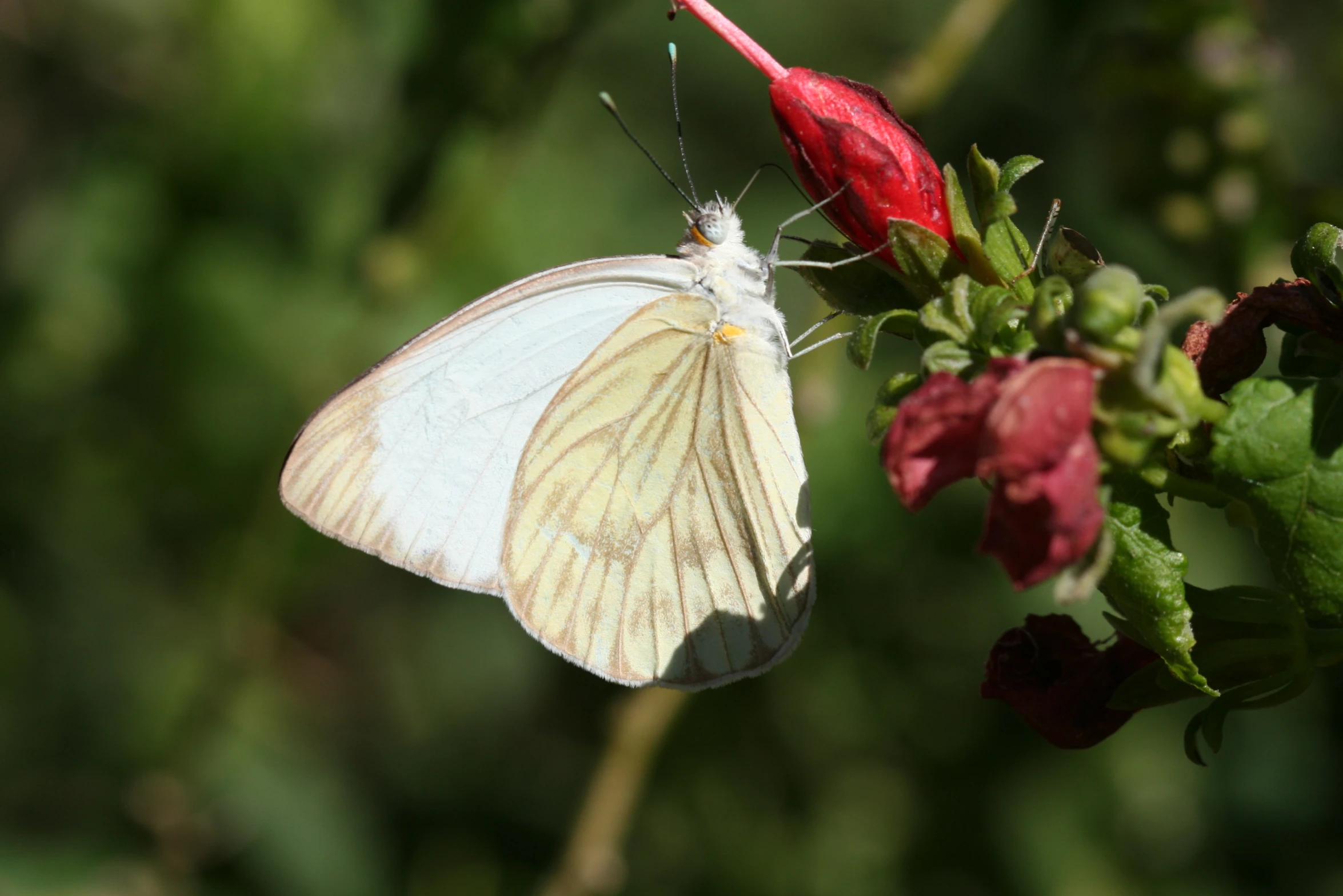 white and red erfly eating nectar off flower