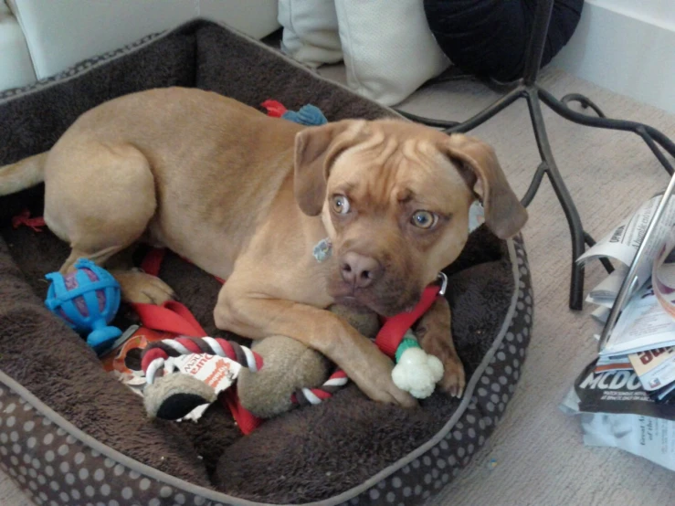 a small brown dog laying on the floor with some toys