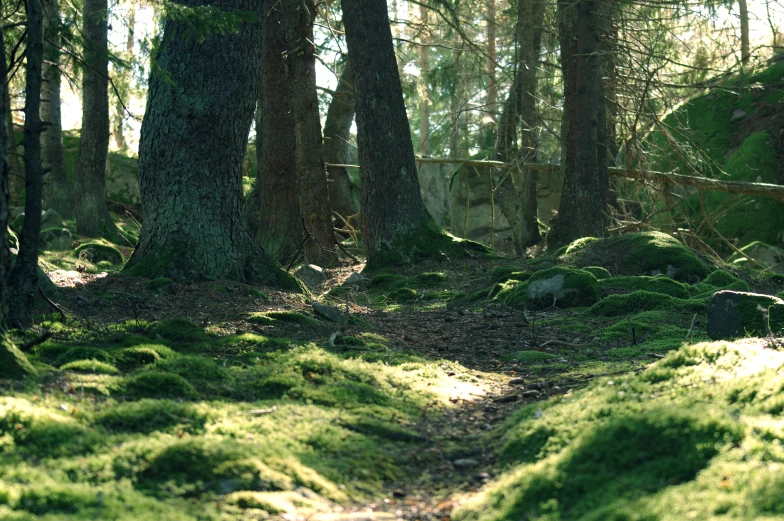 the pathway leading into the green moss covered forest