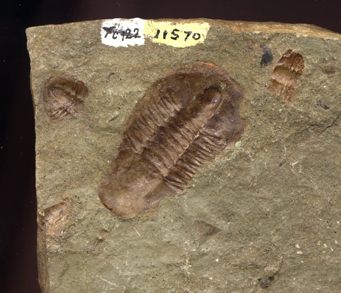 a fossil with a bug foot and fossil footprints