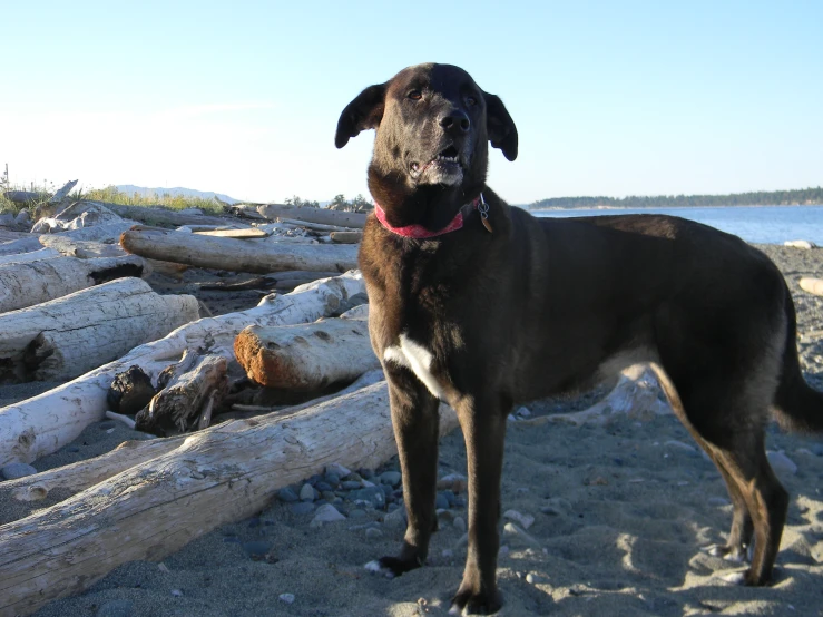 a black dog standing in the dirt near some logs