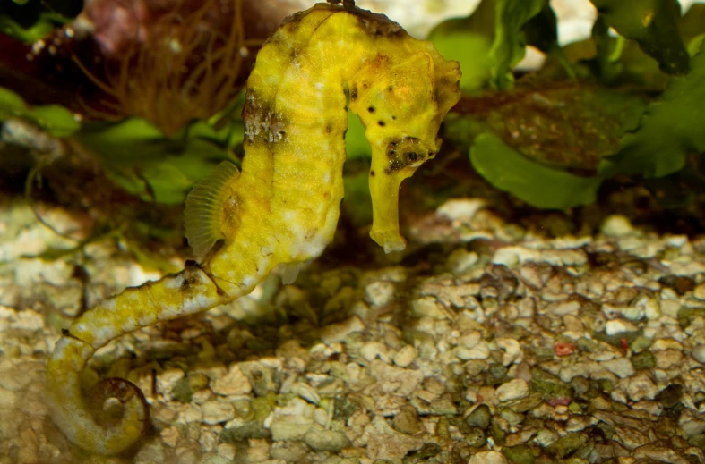 a tiny yellow seahorse sitting on the ocean floor