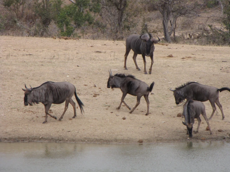 four different sized wildebeests walking away from the water