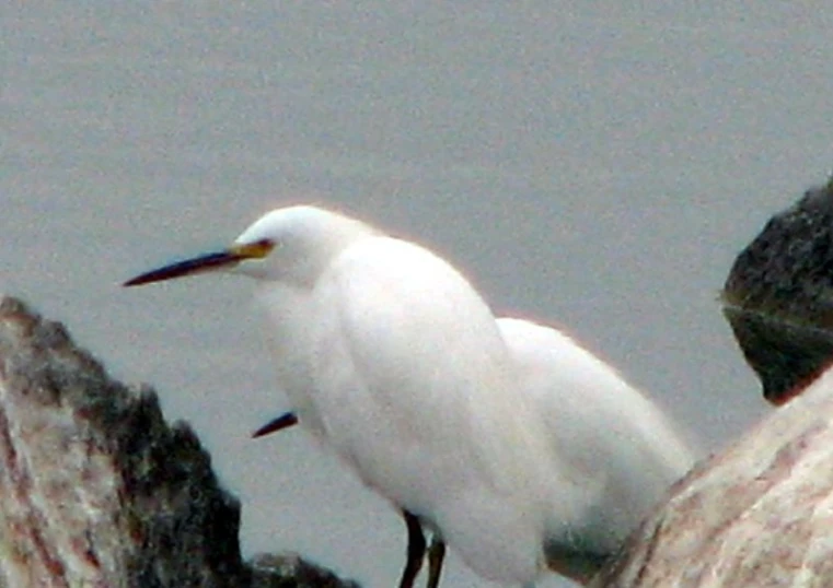 a white bird standing on the rocks near water