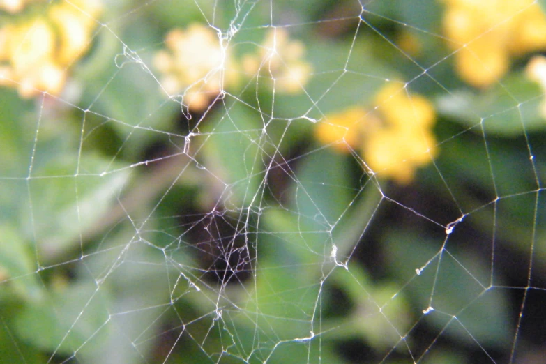 an spider web that is hanging from a bush