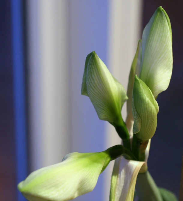 a flower budding up in front of a blue background