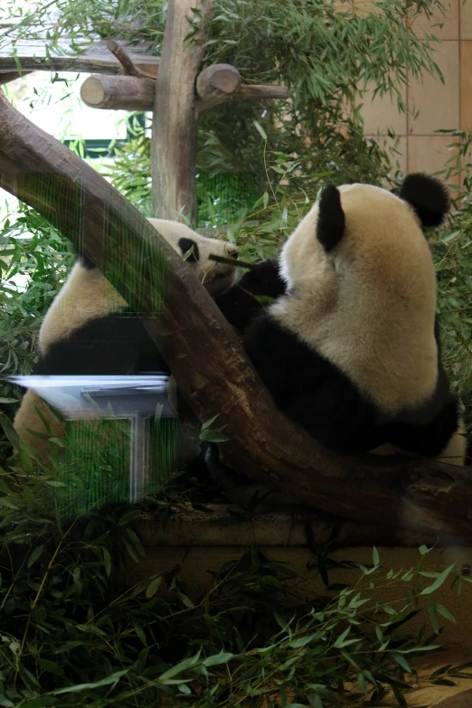 two panda bears sitting on nches inside a zoo