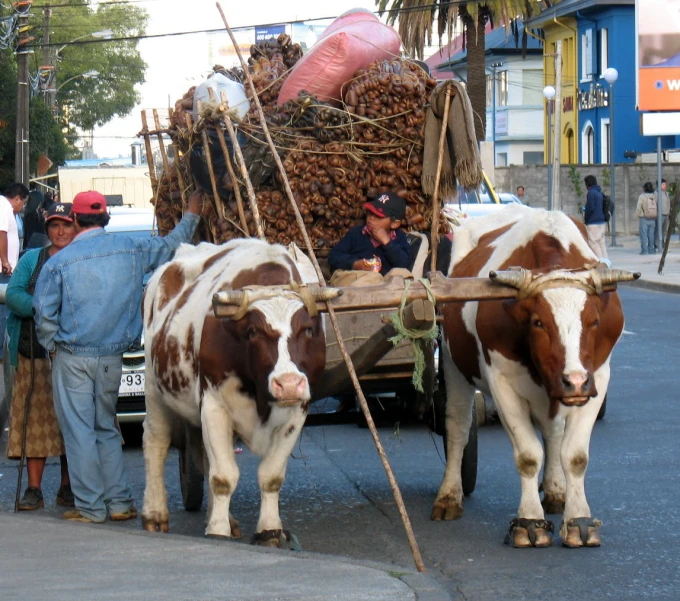 two cows that are attached to a carriage