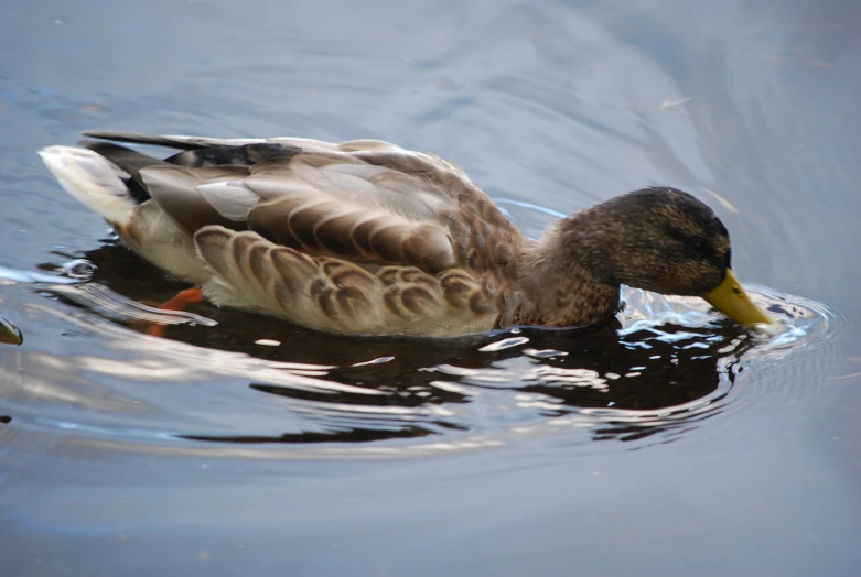 a small duck is swimming in the water