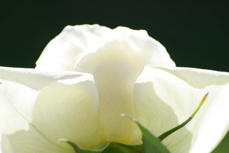 close up picture of a white flower in the sunlight