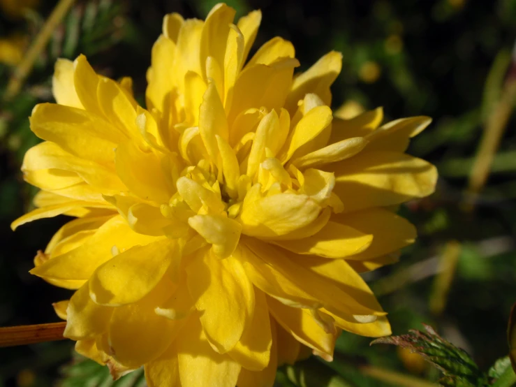 a large yellow flower with green leaves and water drops