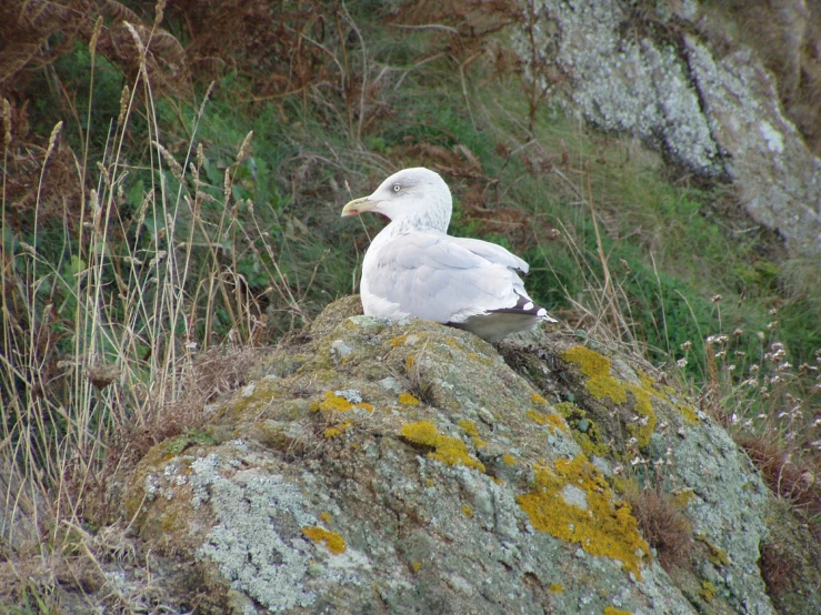 a seagull sitting on top of a rock covered in lichen