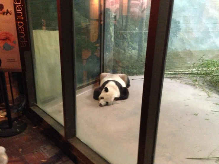 a dog laying down inside a glass enclosure