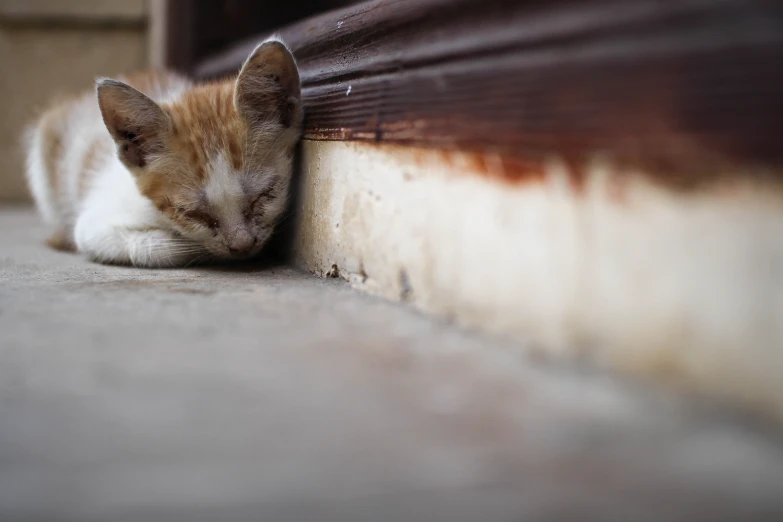 an image of a cat sleeping against the door