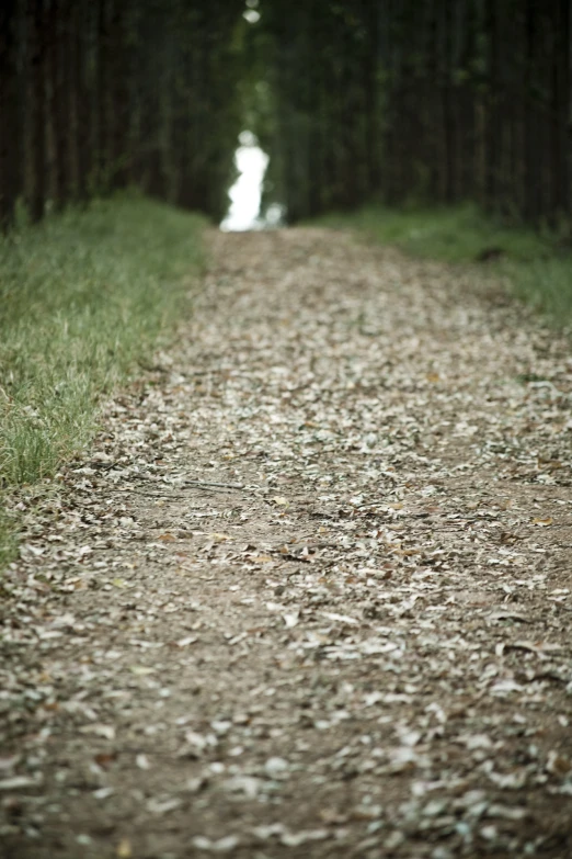 a road lined with trees near the edge