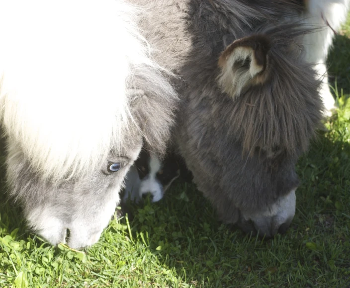 there is a large animal with long fur that is eating grass