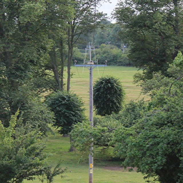 an electric pole and pole mounted to two trees