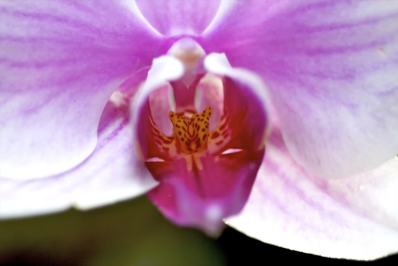 an orchid with a very big purple flower