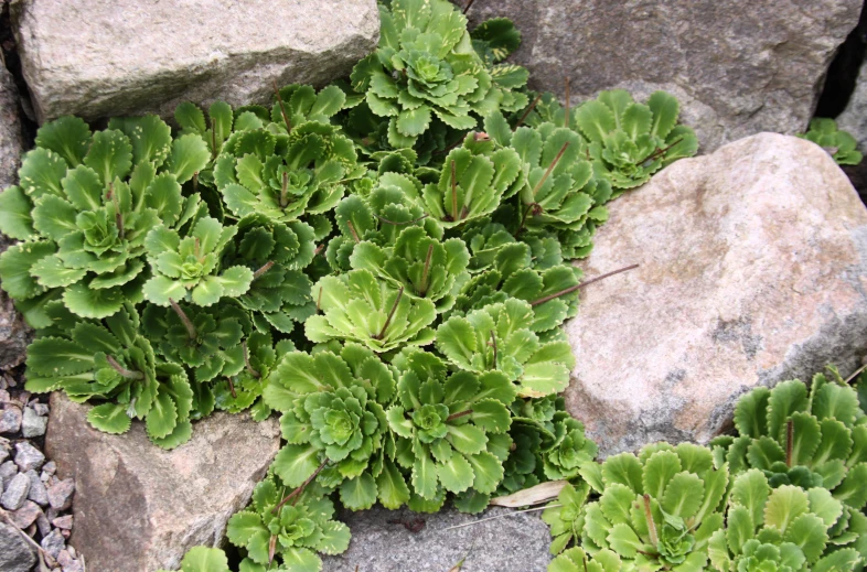 a close - up of some green plants by a rock