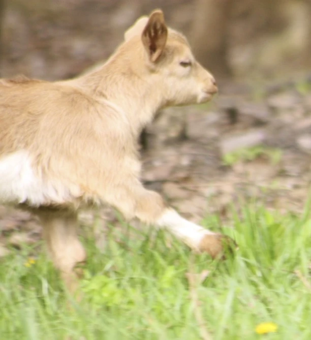 an animal that is walking in some grass