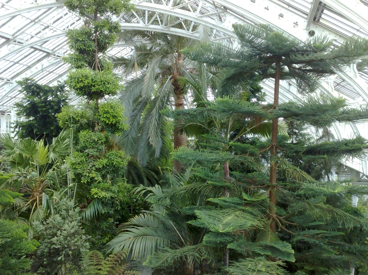 a very big room that has a nice variety of trees in it