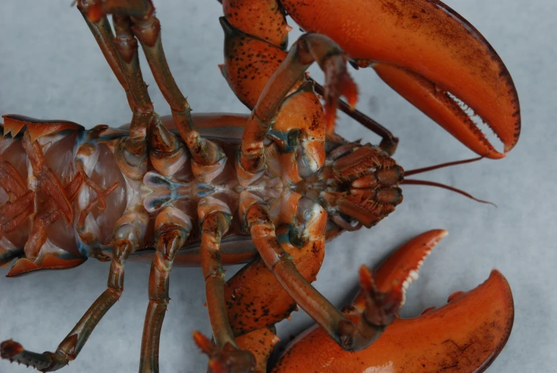 a group of crab legs are pictured on white