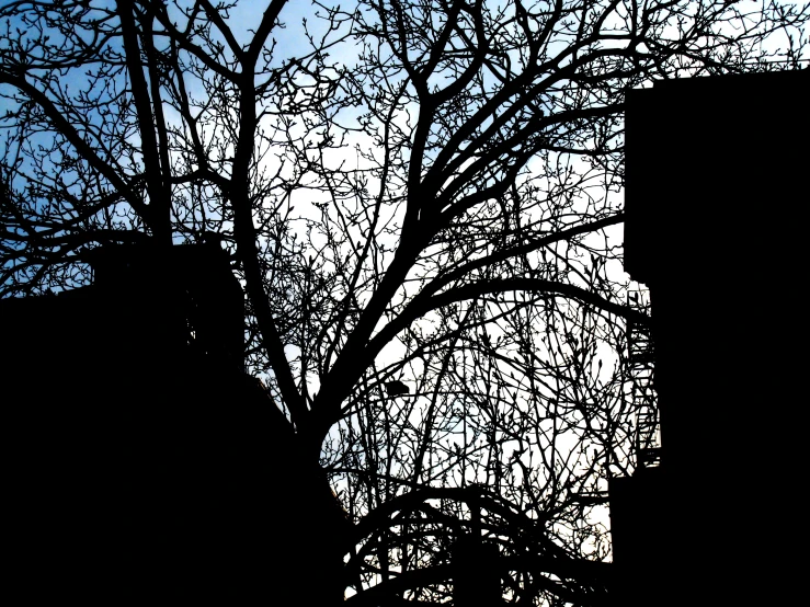 the silhouette of a large tree in front of a building
