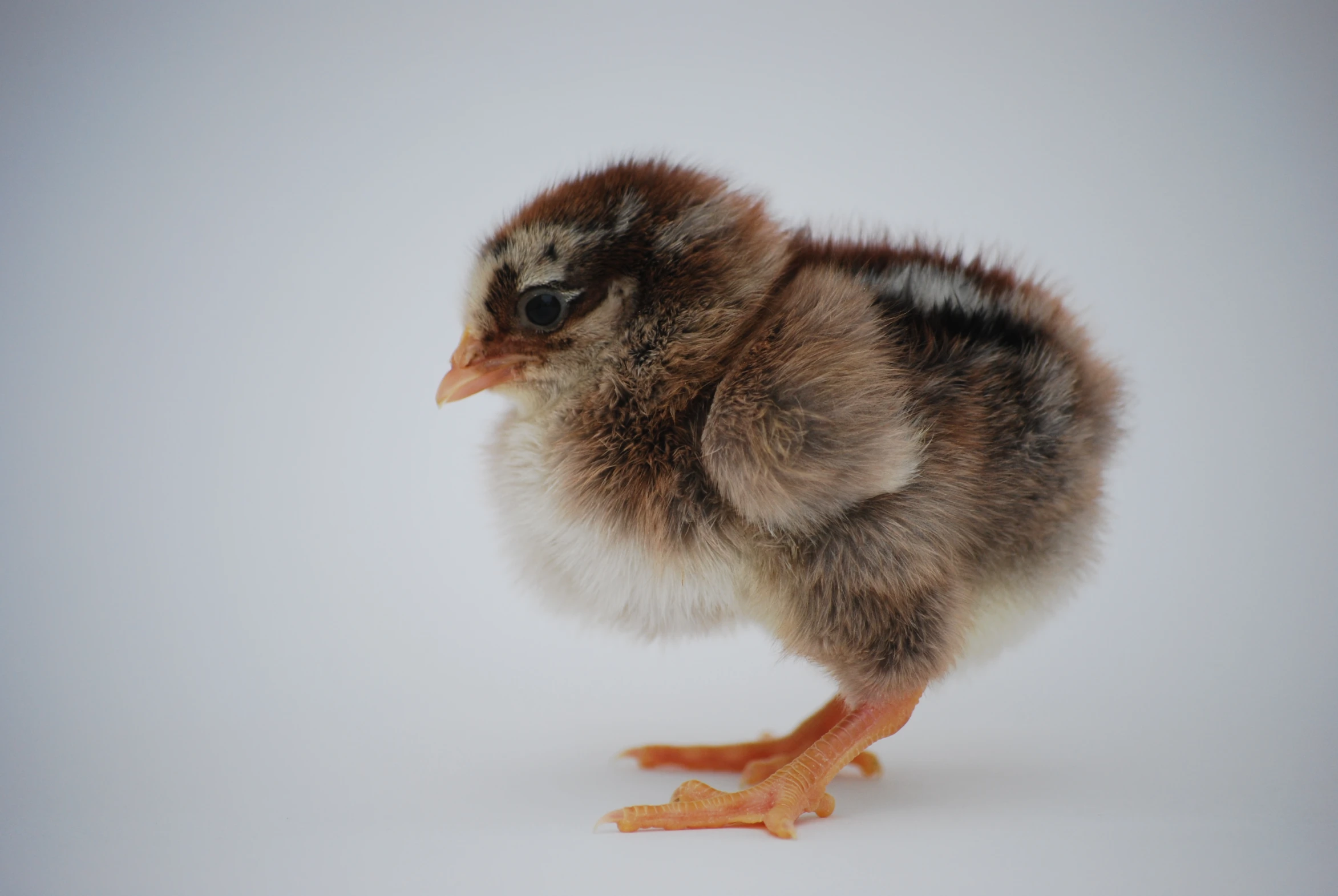 the small bird has long legs and is very fuzzy