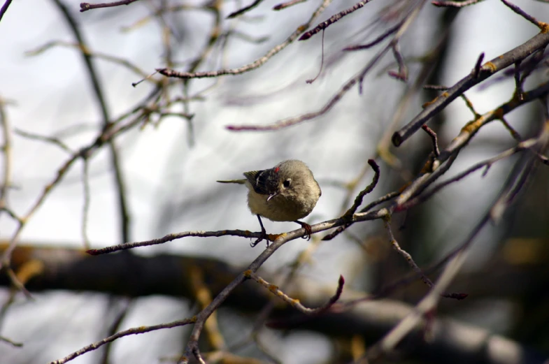 the bird sits on a nch looking toward the camera