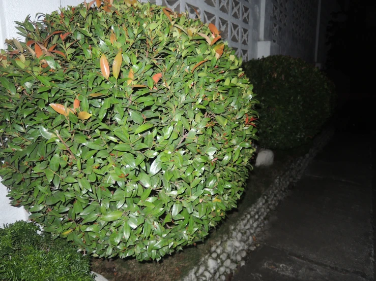 a shrub is surrounded by the stone steps