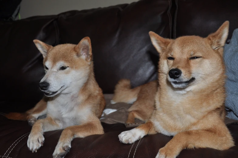 two adorable dogs sit on a leather couch