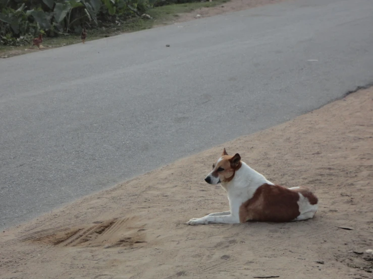 a dog is laying in the sand by the road