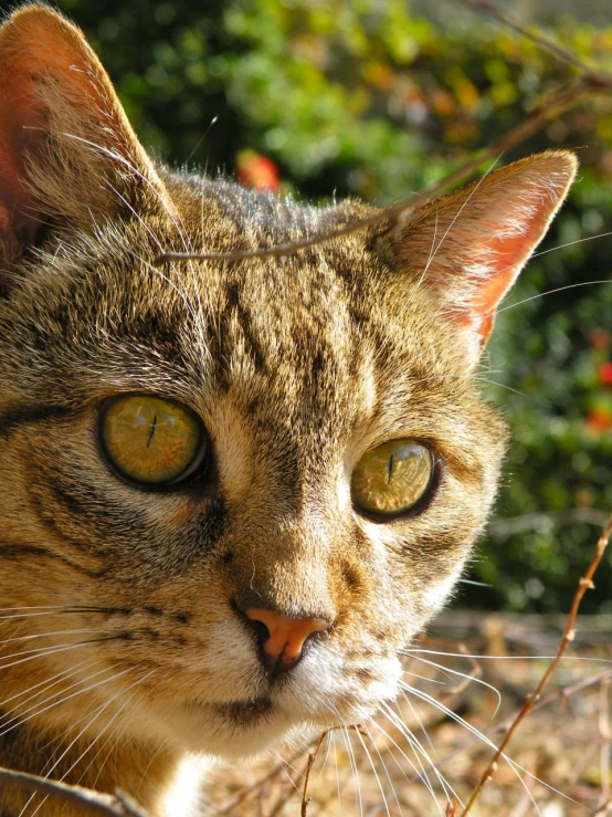 the cat is sitting in the grass staring