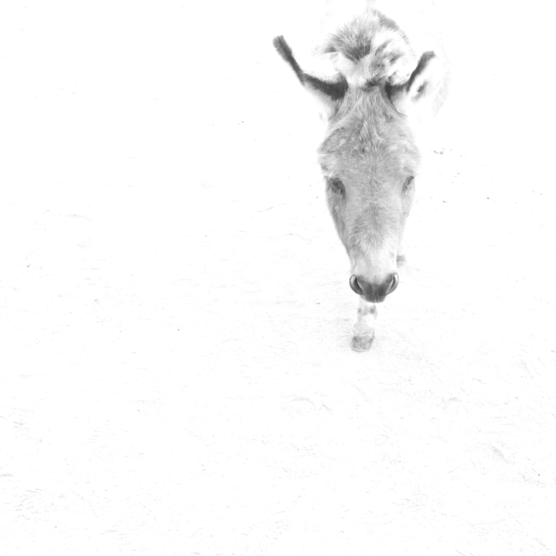 a black and white po of a baby cow with it's head in the sand