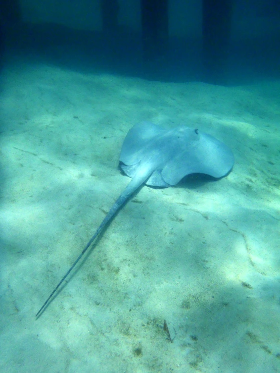 an animal is walking in the sand under water