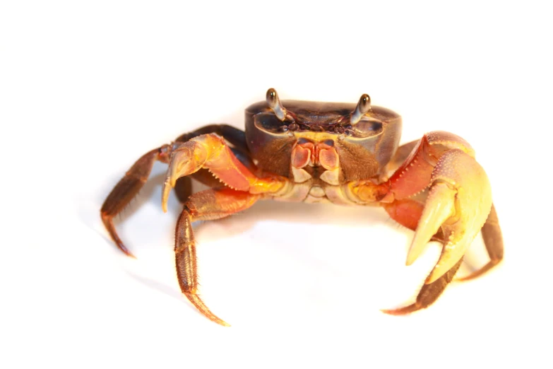 a bright colored crab is standing upright on the floor