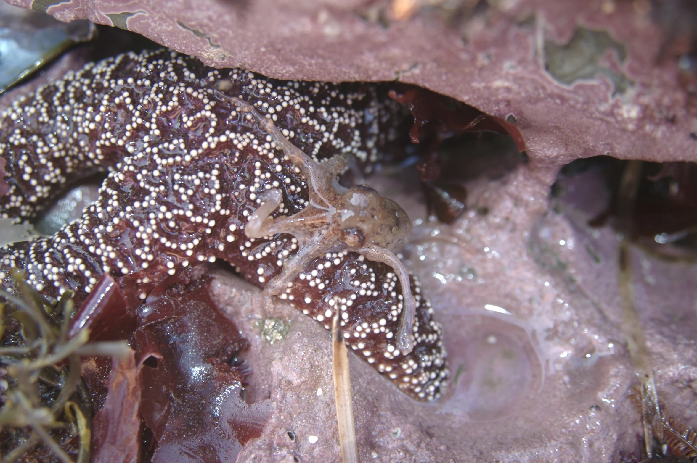 an octo sitting on the ground covered in shells