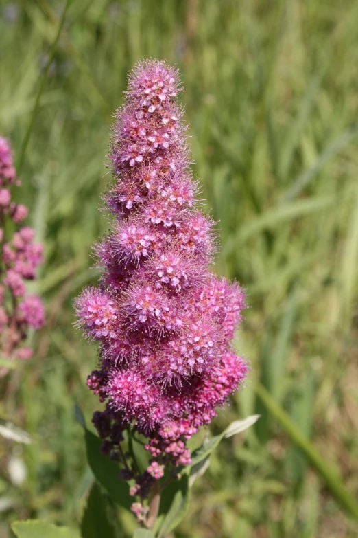 an image of pink flower with green stems