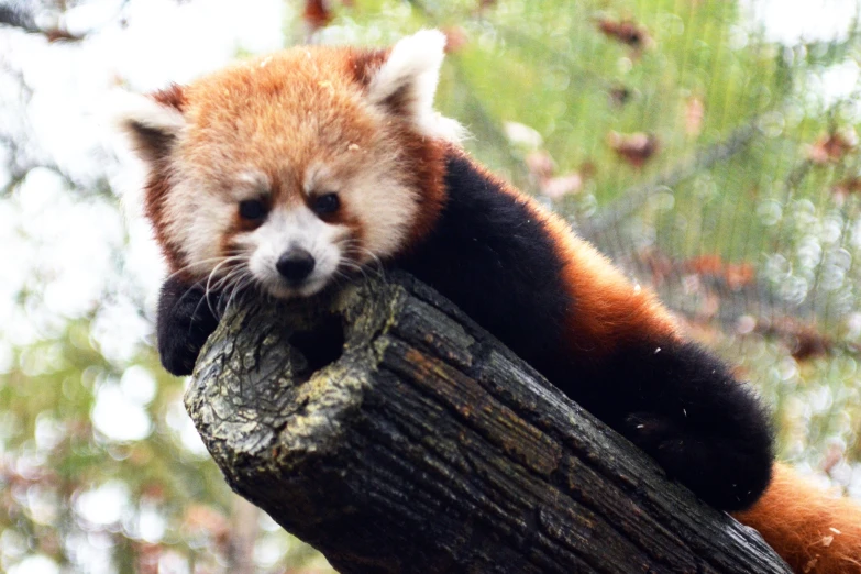 a red panda is sitting in the middle of a tree nch