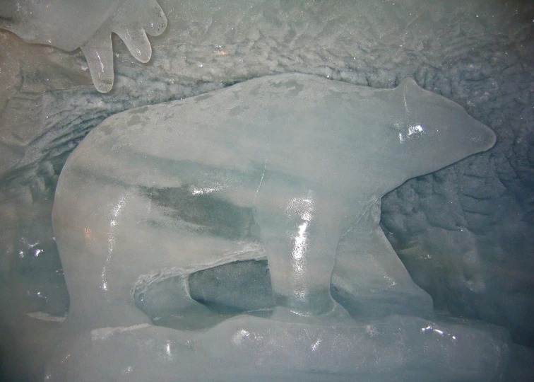 the polar bear is on ice and water