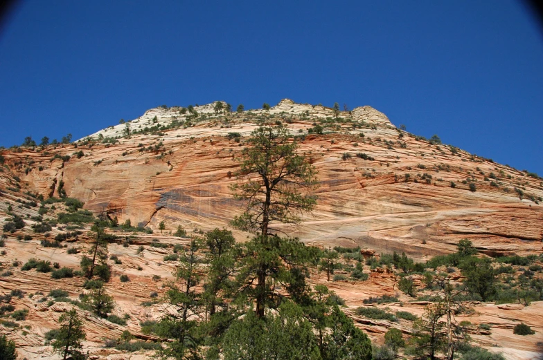 there are two trees on the side of a mountain