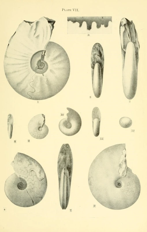 several different types of food and objects in an illustration