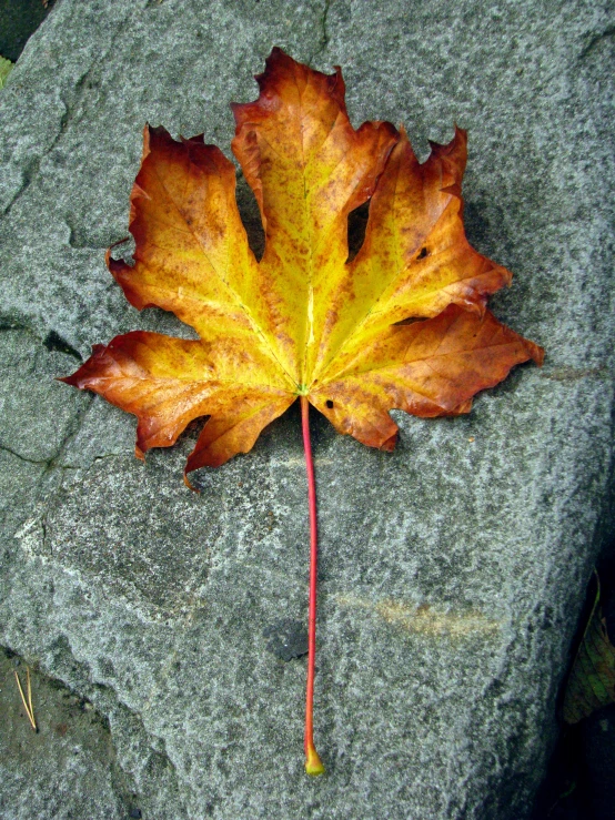 a leaf is on the stone outside