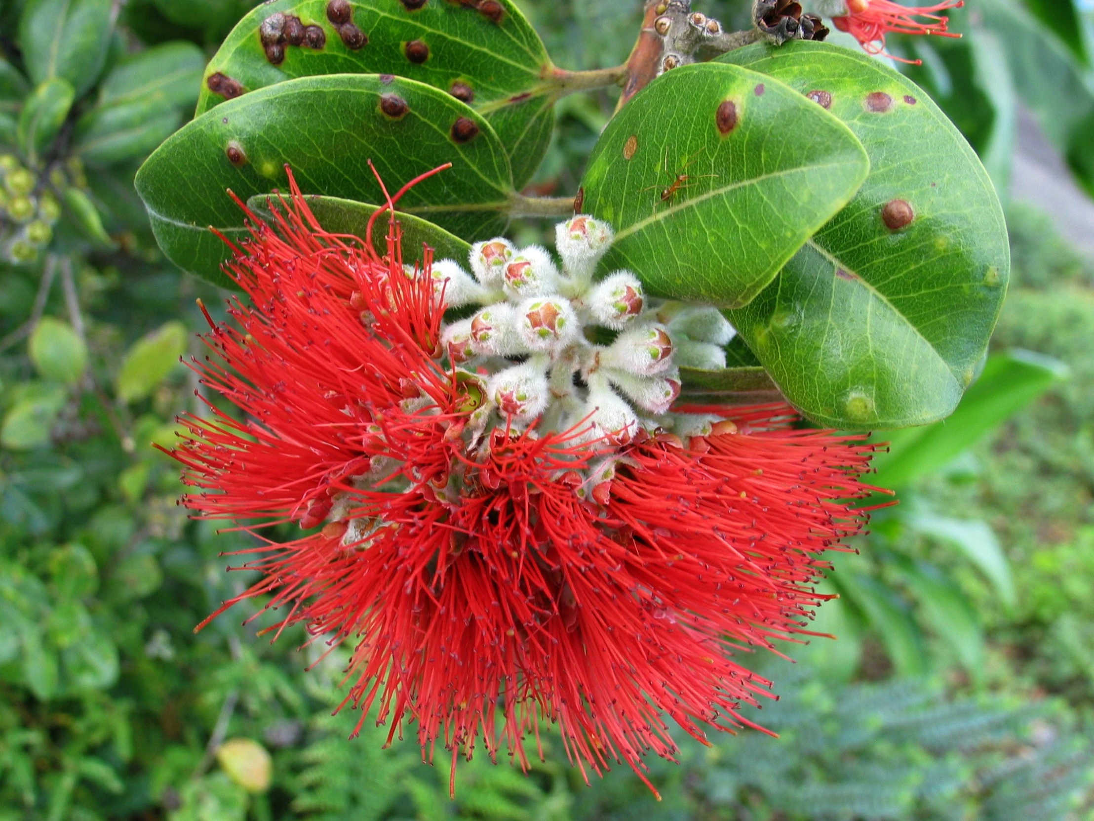 some very pretty red and white flowers by some leaves