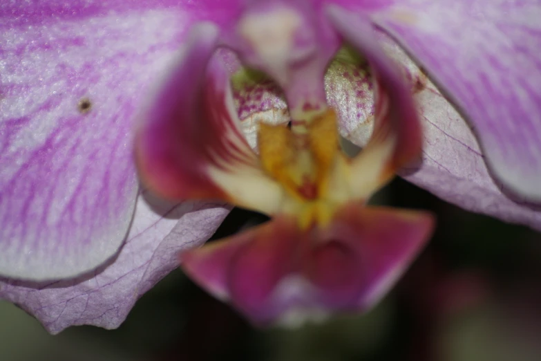 a pink flower with drops of water on it