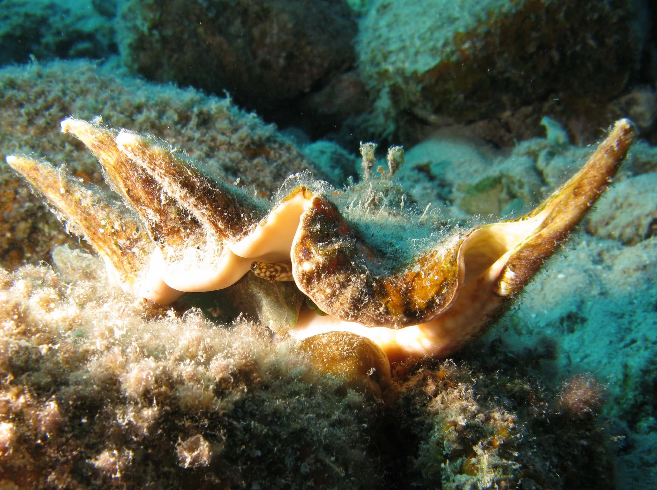 sea slugs sitting on top of a sandy bottom