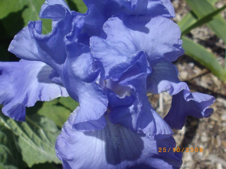 a large blue flower in the middle of a field